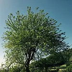 La Vecchia Quercia 农家乐 新西普里亚诺普辛帝