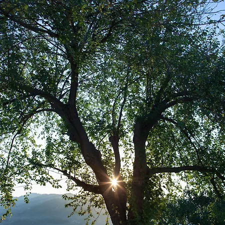 La Vecchia Quercia San Cipriano Picentino