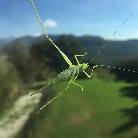 La Vecchia Quercia * San Cipriano Picentino